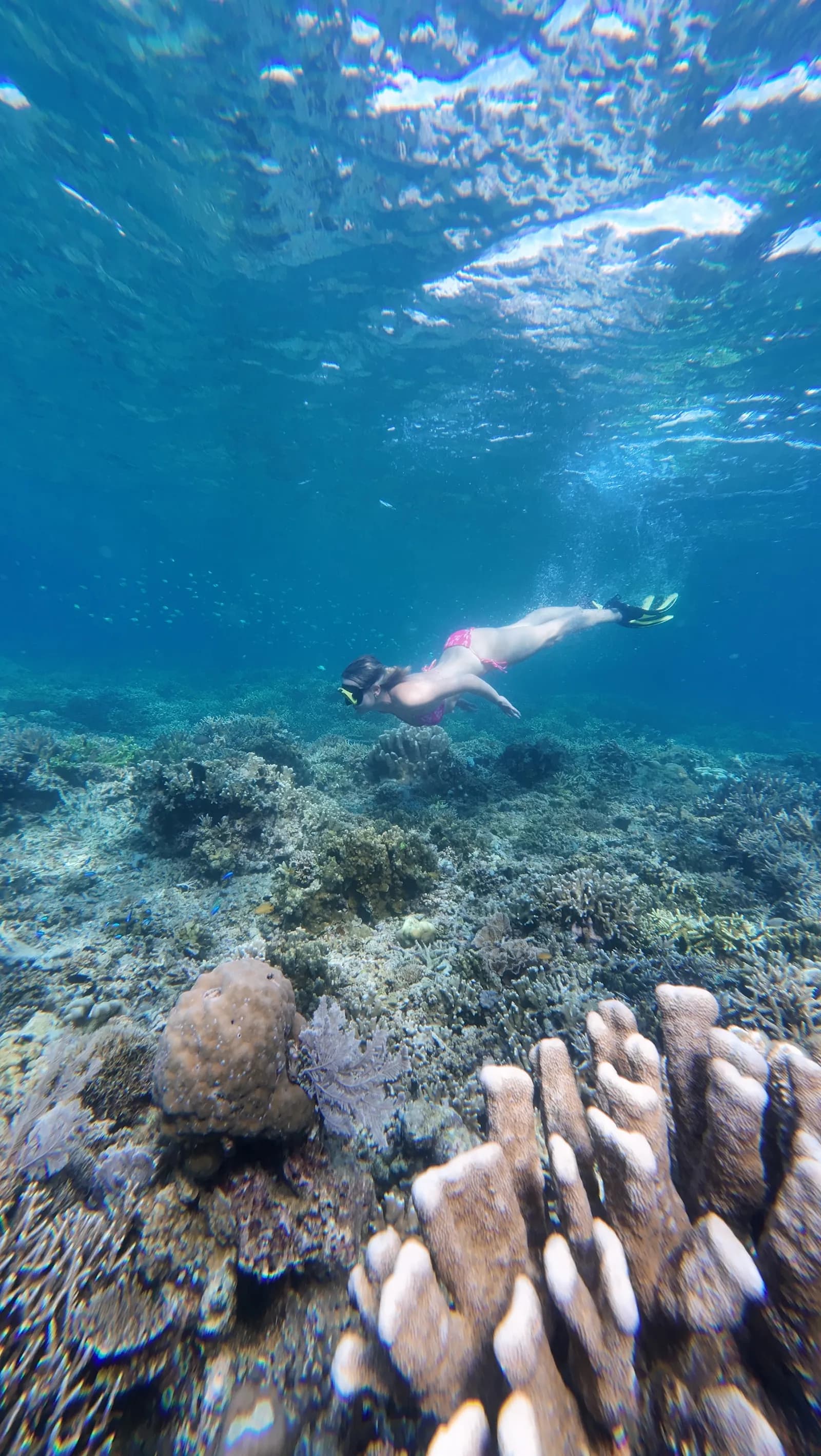 Day Tour Komodo Sehari - Snorkeling - Full Day Tour Komodo