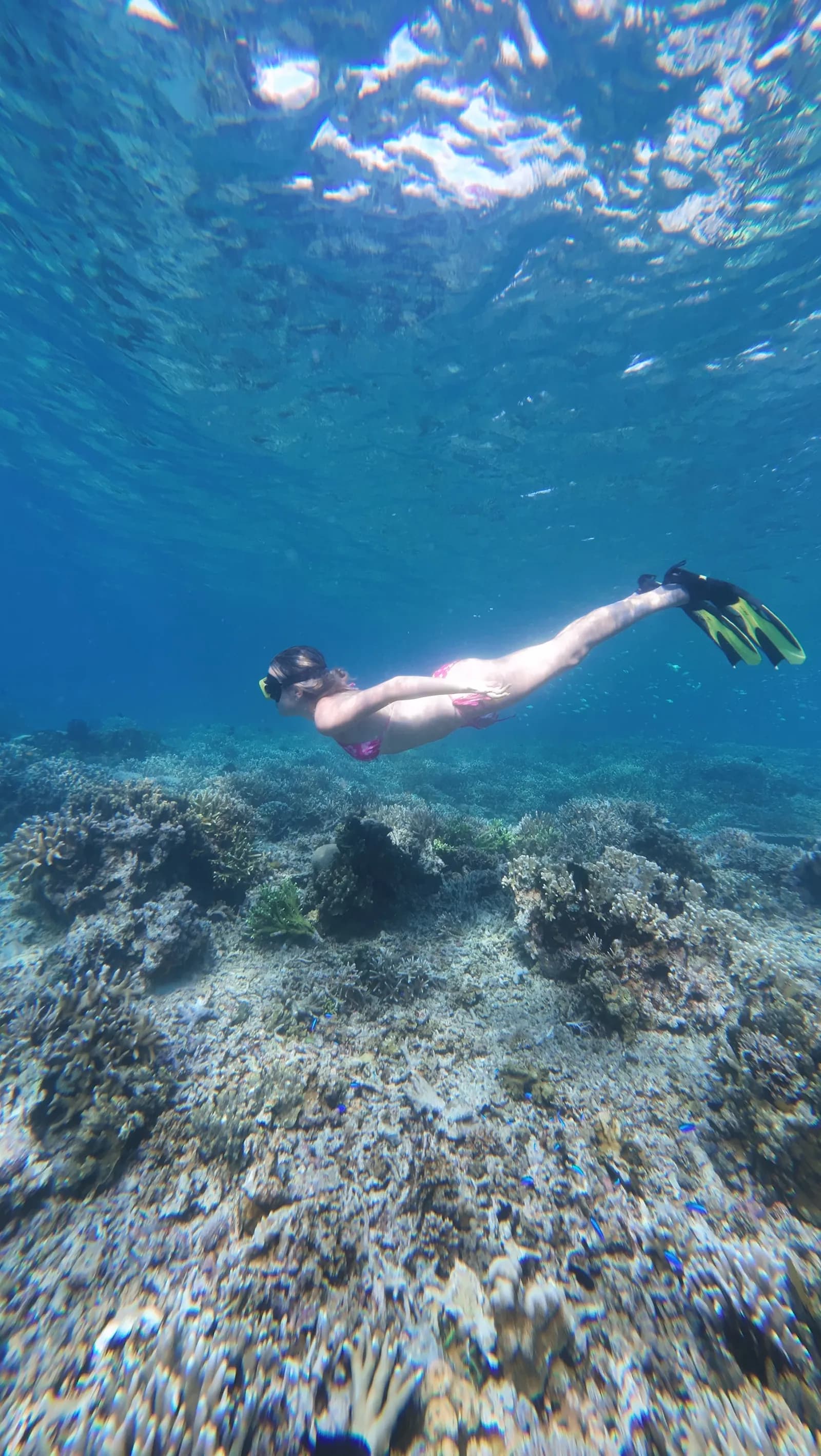 Day Tour Komodo Sehari - Snorkeling - Full Day Tour Komodo